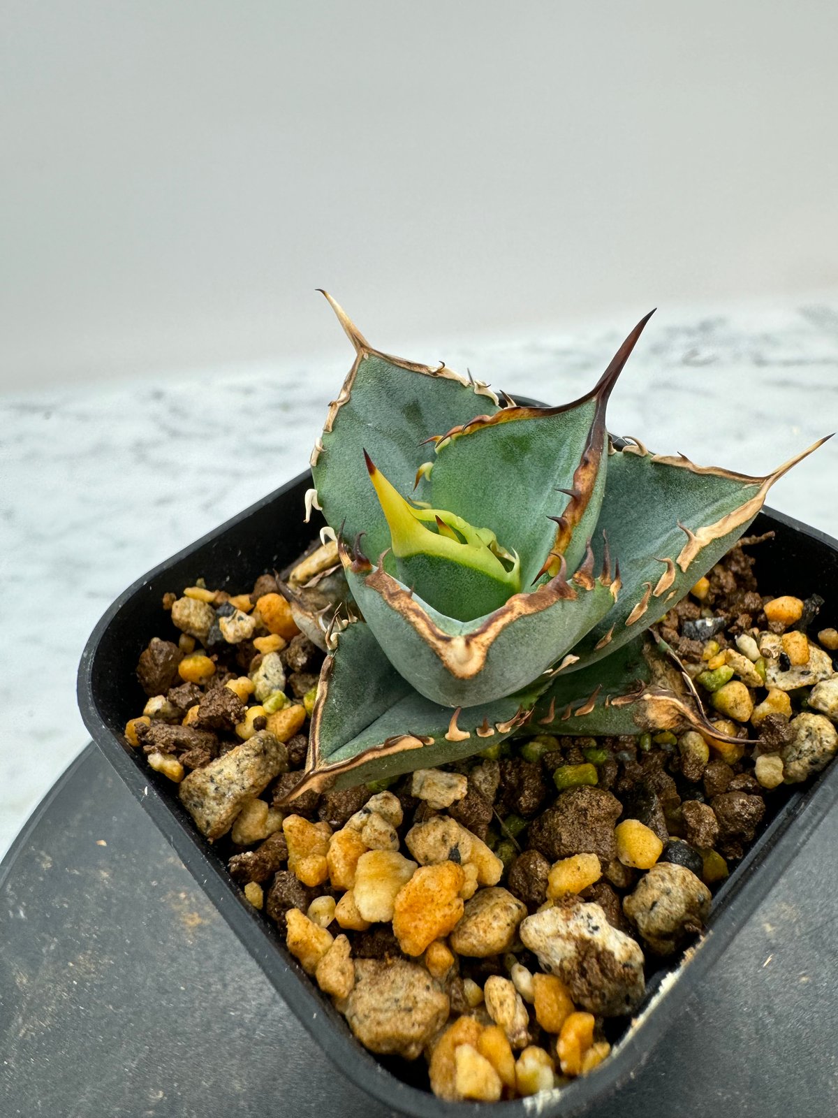 Agave Titanota タワーオブバベル(Lize血統）子株 抜き苗発送