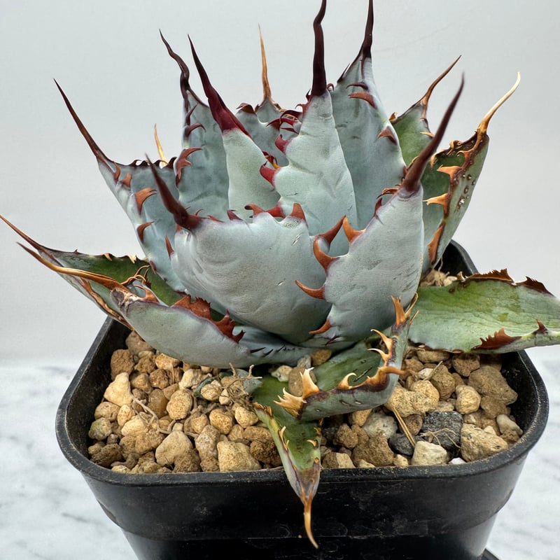 甲蟹 x 屈原舞扇（No.???)の 子株 （Lize血統）抜き苗発送 | AgaveLives