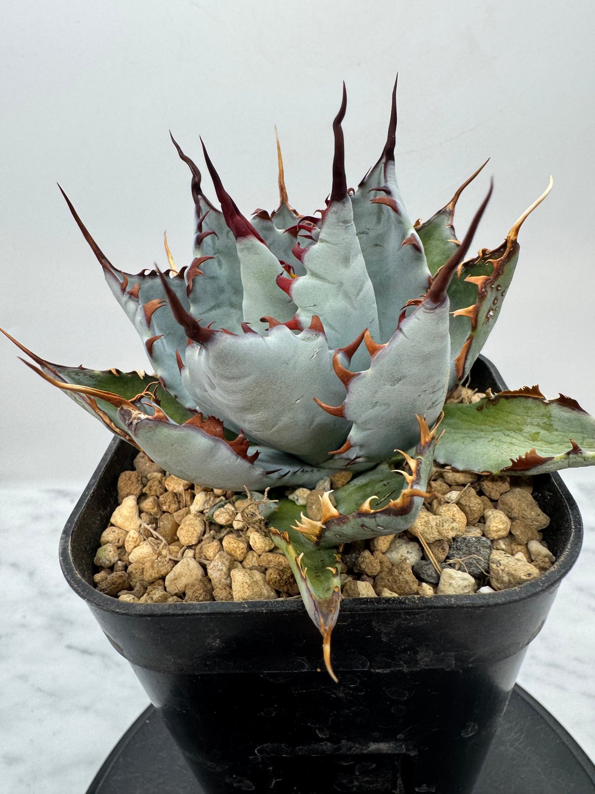 アガベ　甲蟹×屈原の舞扇hyb　Lize産【7/21撮影】☆発根済子株☆ 甲蟹 x 屈原舞扇（No.???)の 子株 （Lize血統）抜き苗発送 | AgaveLives