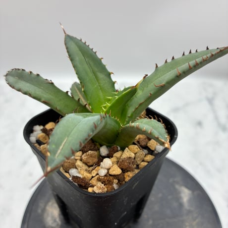 Agave Titanota 姫厳龍子株② Lize血統 抜き苗発送