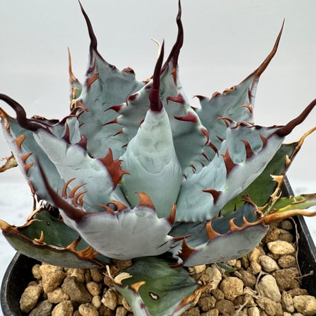 Agave Japan ジャパン 楽天市場】【SALE 50%OFF】[SK-238]SHAKA(シャカ) NEO BUNGY EX