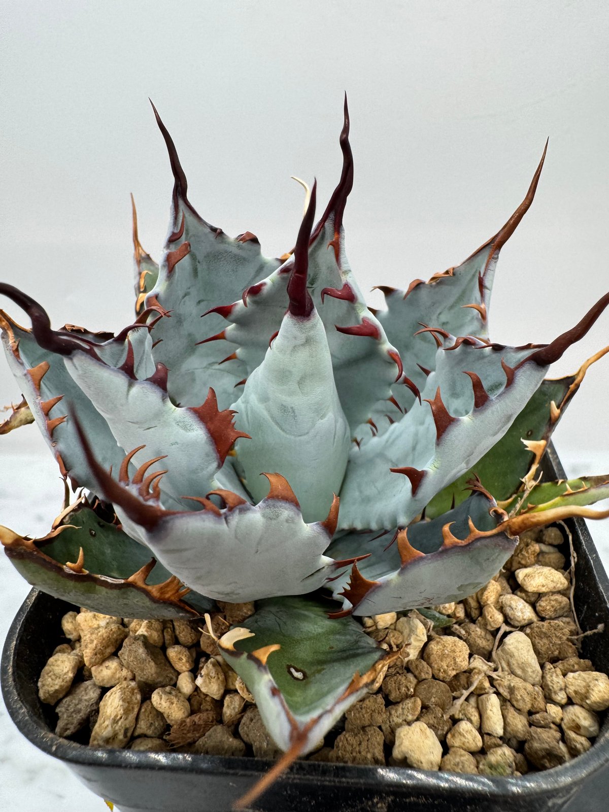 甲蟹 x 屈原舞扇（No.???)の 子株 （Lize血統）抜き苗発送 | AgaveLives