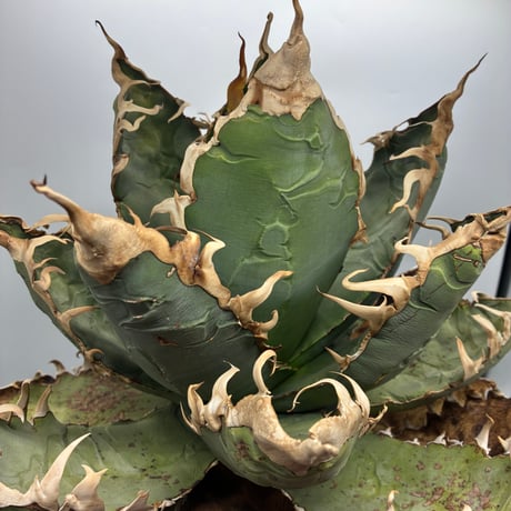 Agave titanota ロブスター子株(Lize血統) 　抜き苗発送