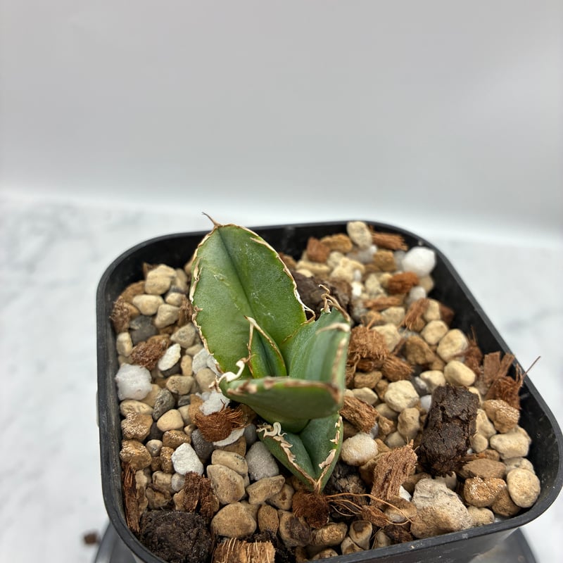 Agave titanota COK子株② 抜き苗発送 | AgaveLives