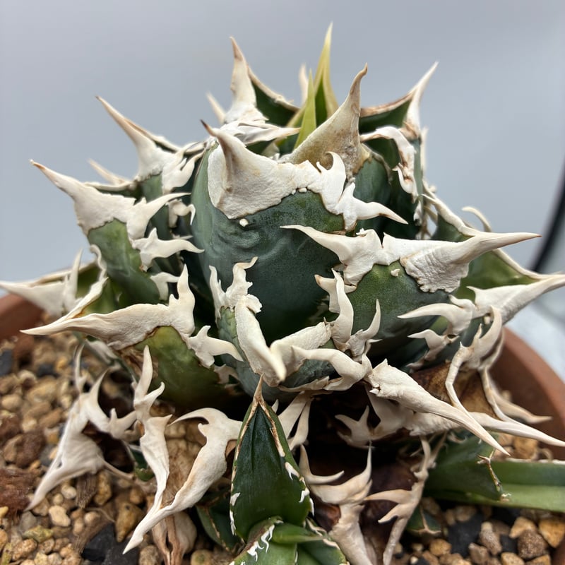 Agave Titanota 大白鯊(Lize血統)の子株② 未発根 | AgaveLives