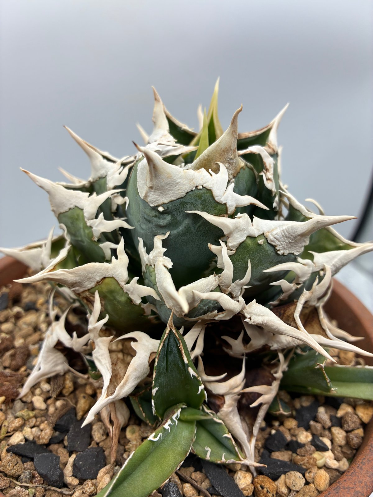 Lize血統　大白鯊　発根済み子株 Agave Titanota 大白鯊(Lize血統)の子株① 未発根 | AgaveLives