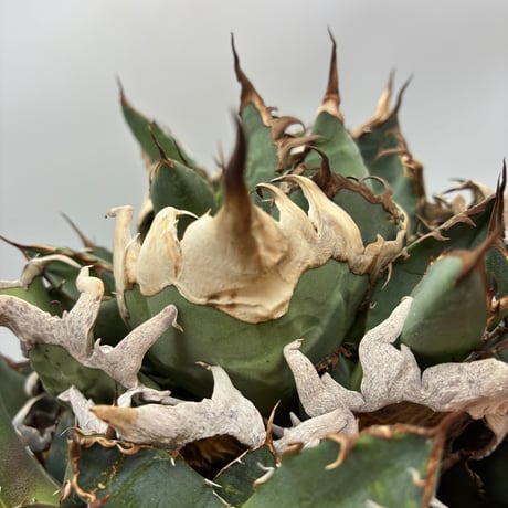 CATEGORY Agave | AgaveLives
