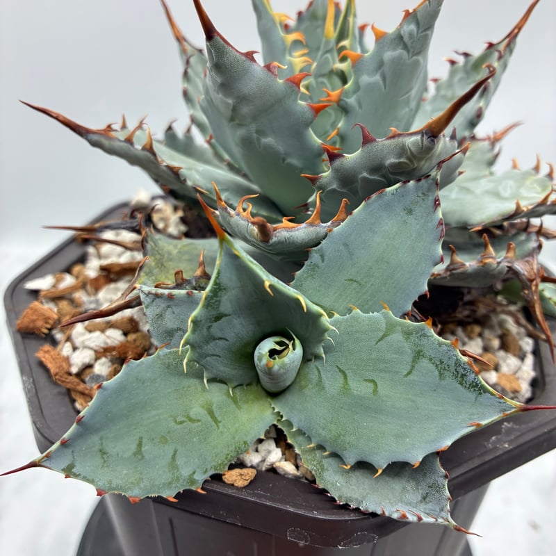 アガベ 甲蟹×屈原 子株 アガベ ハイブリッド 甲蟹×屈原の舞扇 子株 アガベ ハイブリッド 甲蟹