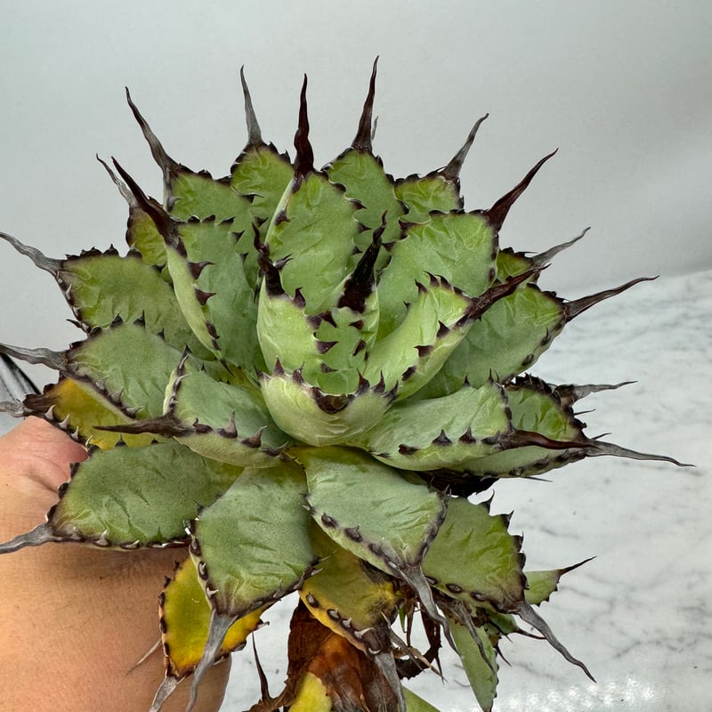 緑犀牛 天芽子株 大サイズ 台湾 LIZE 厳竜 CATEGORY 台湾レア株 |