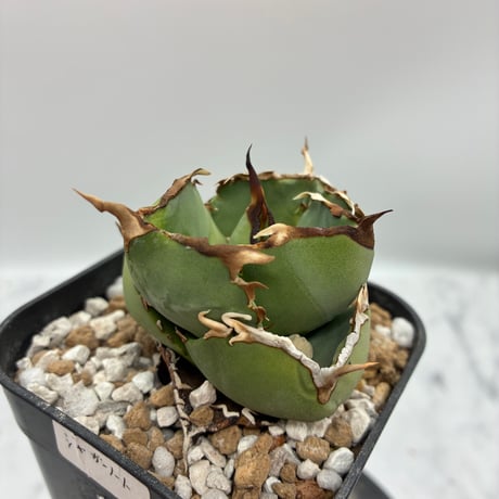 CATEGORY Agave | AgaveLives