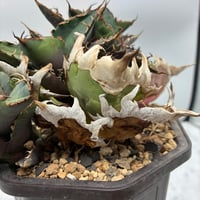 Agave Titanota シーザー子株① Lize血統 抜き苗発送
