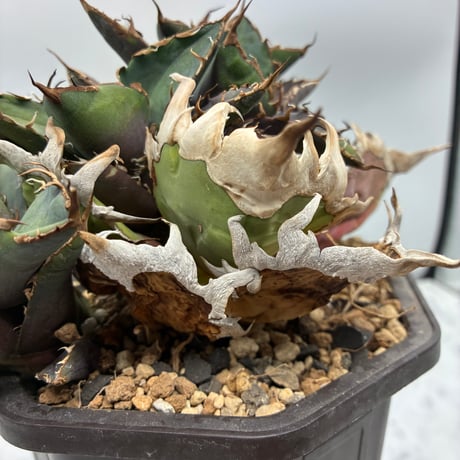 ITEM | AgaveLives
