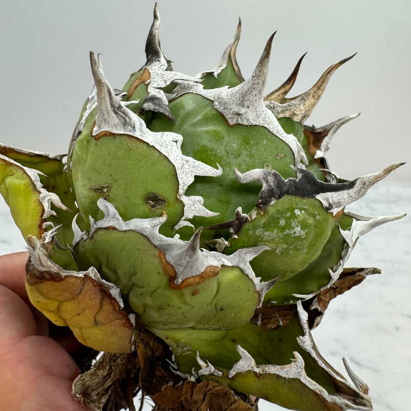 アガベ チタノタ烈焔 オテロイ 【公式通販】