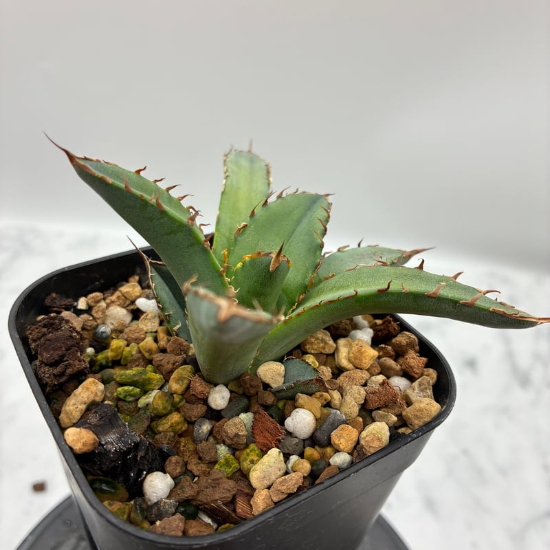 Agave Oteroi子株②（オアハカ産）鉢植え発送 | AgaveLives