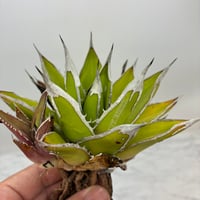 ホリダx笹之雪(No.7) 子株(Lize血統) 　抜き苗発送