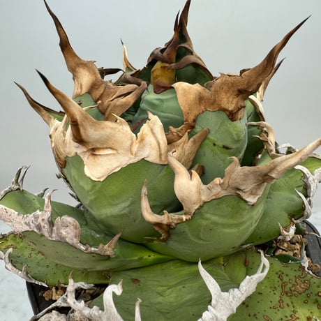 龍球荟 白毫刺 子株OC (発根済) 龍球荟 白毫刺 子株OC (発根済) 龍球荟 白毫刺 子株