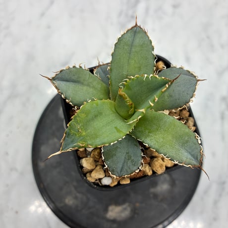 Agave titanota フィリグリー②(Lize血統) 　抜き苗発送