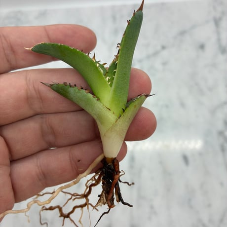 キシロハイブリッド　子株②(Lize血統) 抜き苗発送