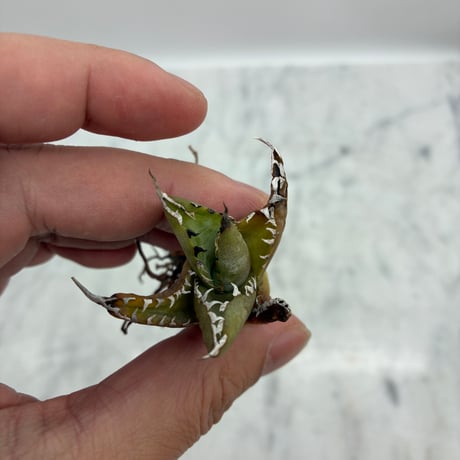 Agave titanota フィリグリー子株①(Lize血統) 未発根