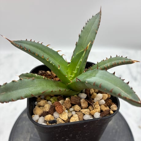 Agave Titanota 姫厳龍子株② Lize血統 抜き苗発送