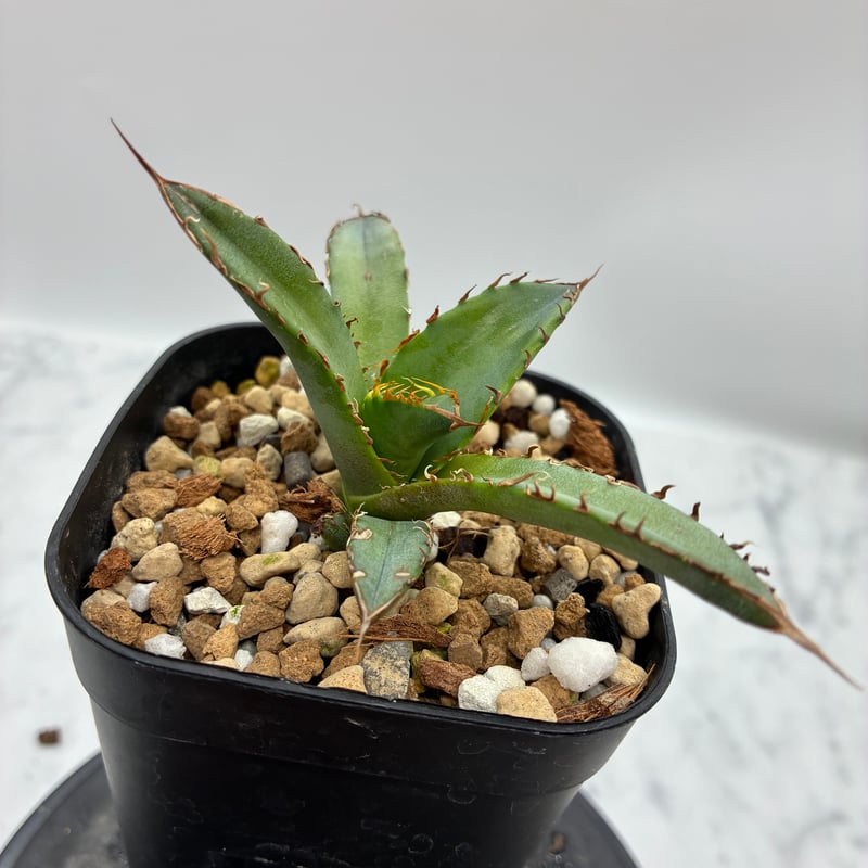 Agave Oteroi子株①（オアハカ産）鉢植え発送 | AgaveLives