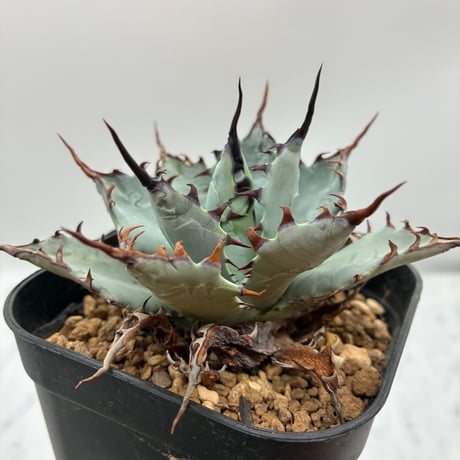 アガベ AGB33 CATEGORY AGAVE -アガベ- | LIT PLANTS l リットプランツ