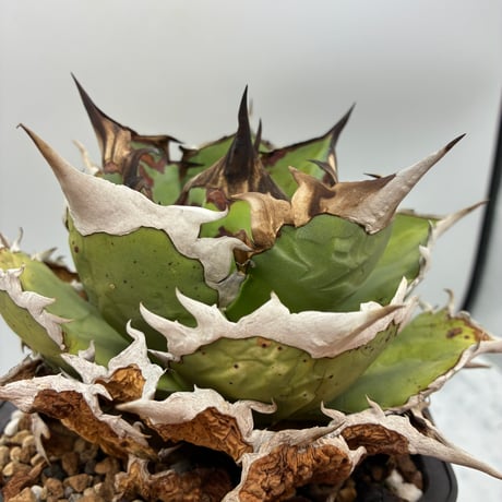 希少】agavelives Royal産 OC株 トリケラトプス 子株 アガベ Agave