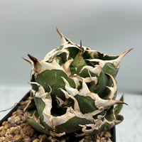 台湾鉢（八角鉢5寸）5個セット | AgaveLives