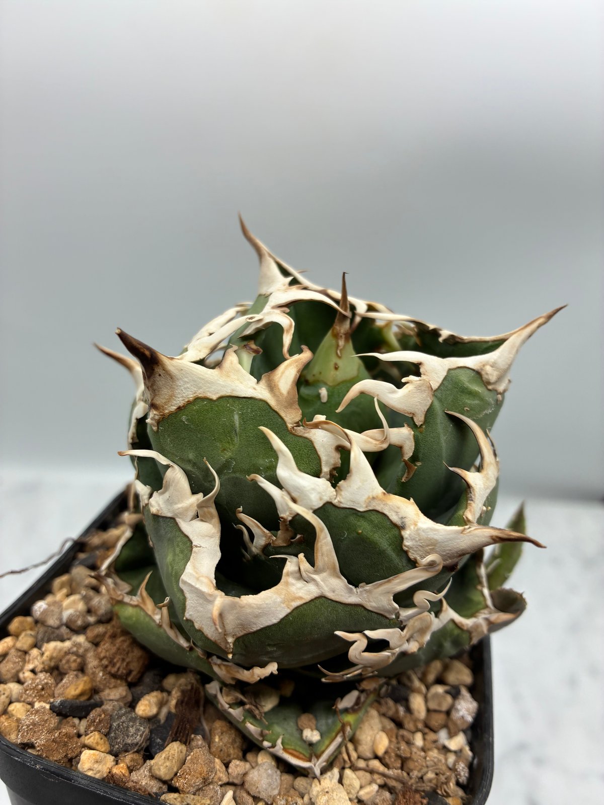 Agave titanota COK子株② 抜き苗発送 | AgaveLives