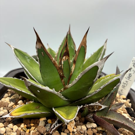 龍球荟 白毫刺 子株OC (発根済) 龍球荟 白毫刺 子株OC (発根済) 龍球荟