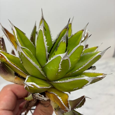 Agave no neme 中株　lize直接購入のおまけ株 ITEM | AgaveLives