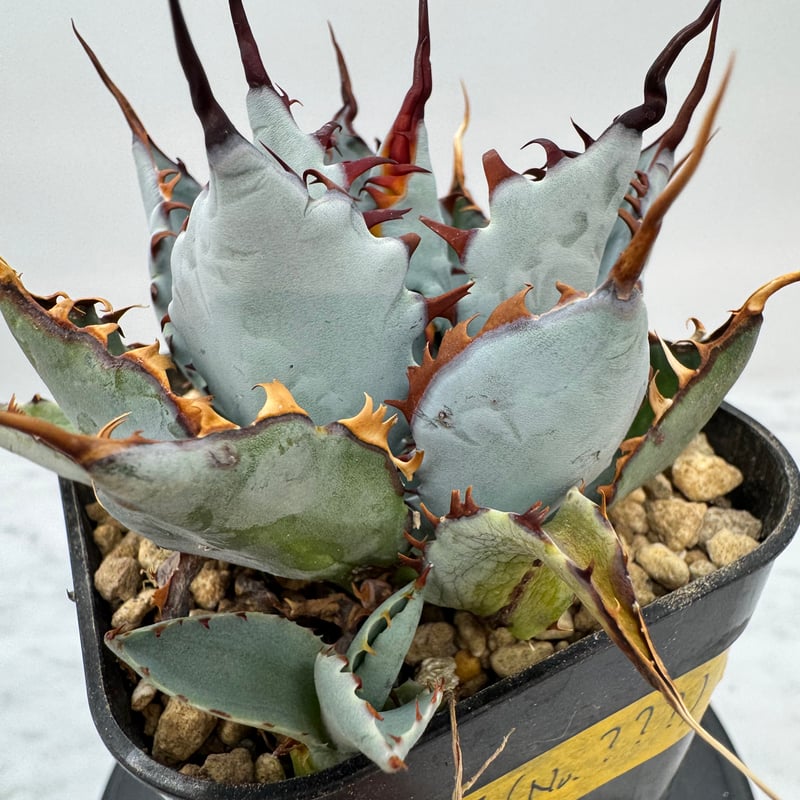 アガベ 甲蟹×屈原 子株 甲蟹 x 屈原舞扇（No.???)の 子株 （Lize血統）抜き苗発送