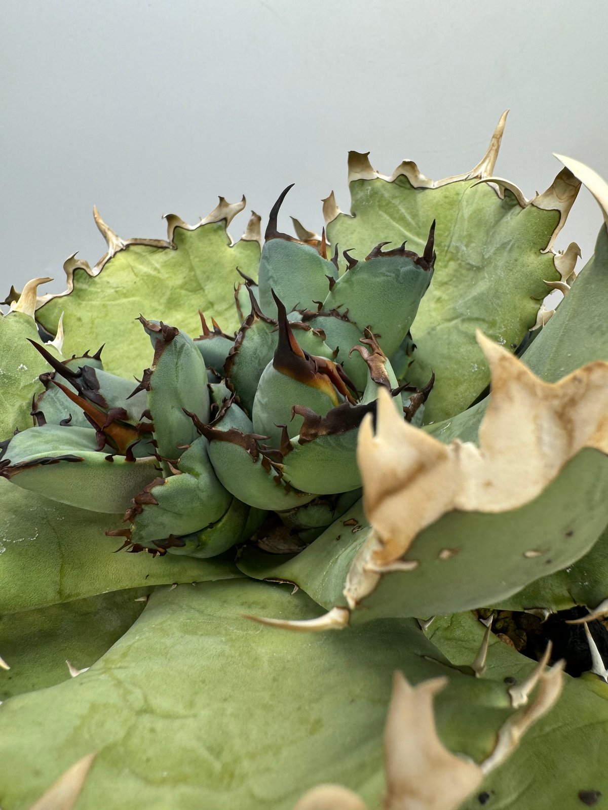 Agave Titanota 鳳凰 子株②(Lize血統) 未発根 | AgaveLives