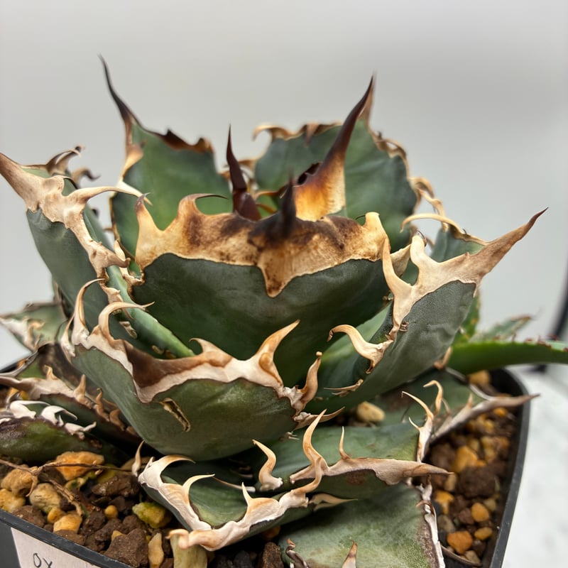Agave Oteroi子株①（オアハカ産）鉢植え発送 | AgaveLives