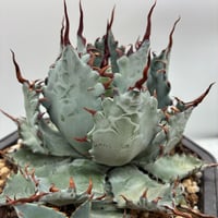 激怒之舞　No.54子株(Lize血統)　未発根
