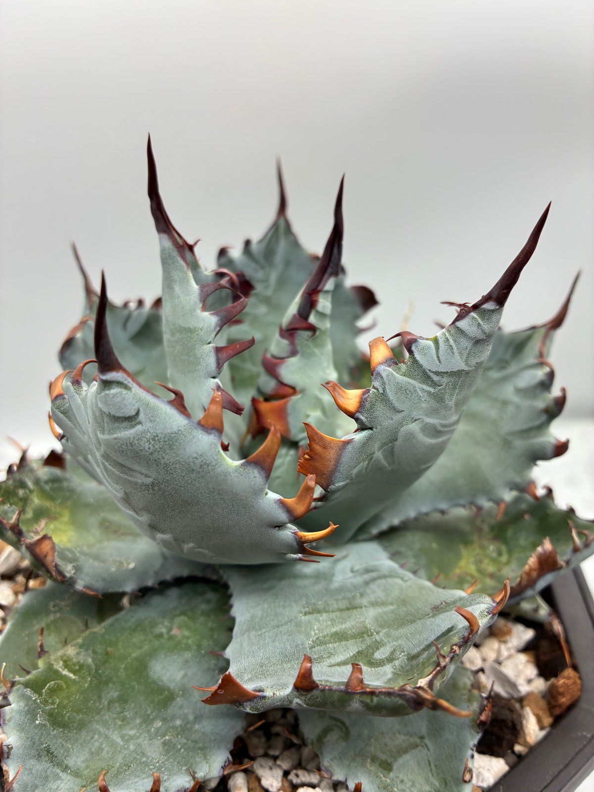 甲蟹x屈原舞扇 No.42子株(Lize血統、第4世代子株) 抜き苗発送 | AgaveLives