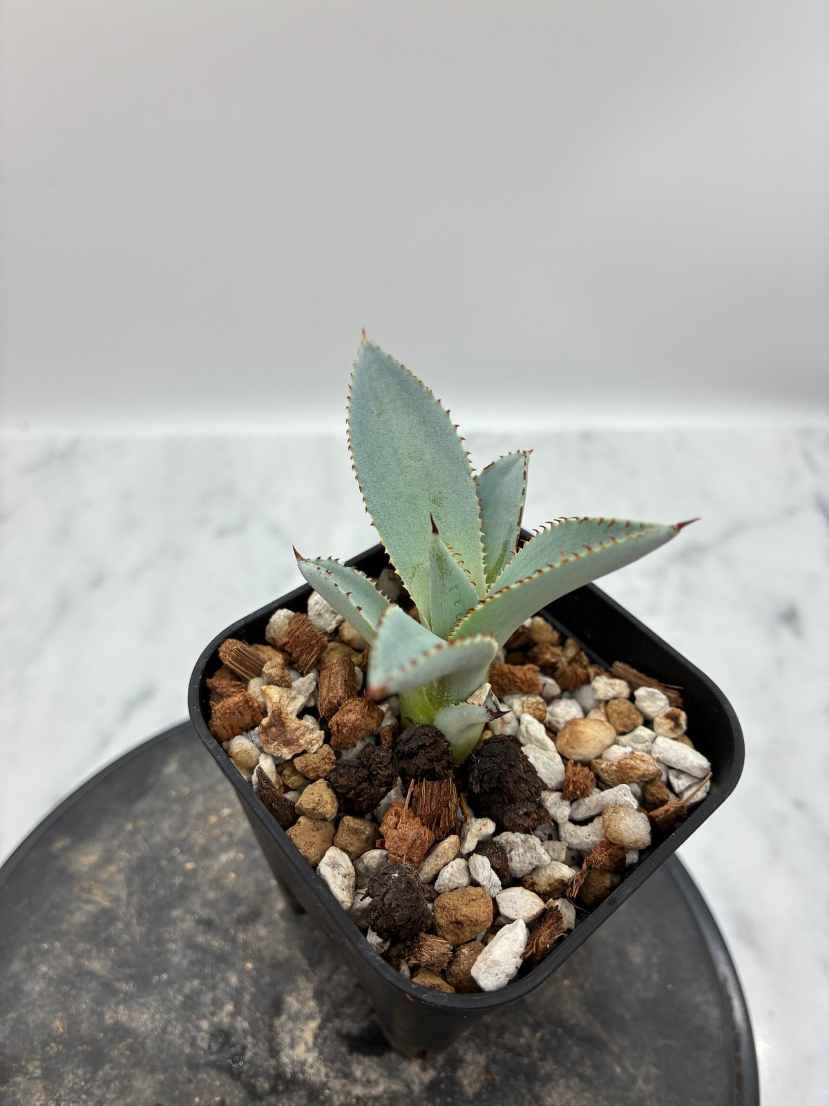 甲蟹x屈原舞扇 No.28子株（Lize血統）抜き苗発送 | AgaveLives