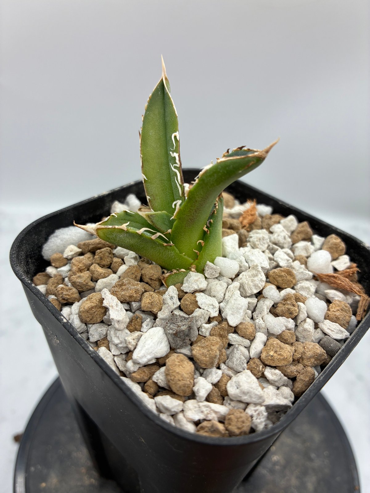 Agave Titanota 大白鯊(Lize血統)の子株① 未発根 | AgaveLives