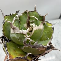 Agave Titanota 白鯨子株 Lize産 未発根