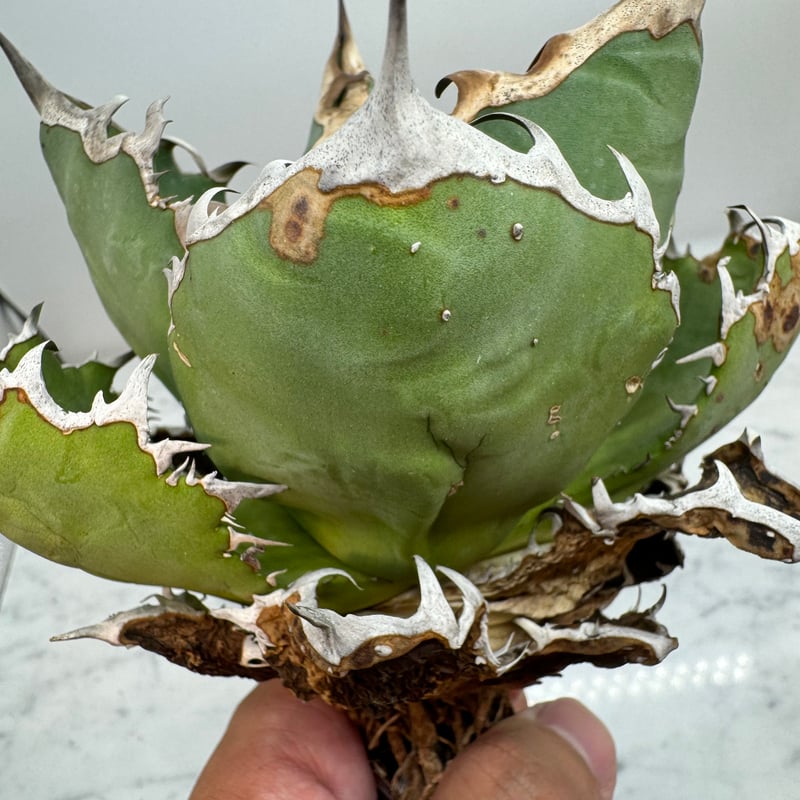 FO-222 美株 ブツブツ 激安 Agave Titanota FO-222(Lize産)未発根 |