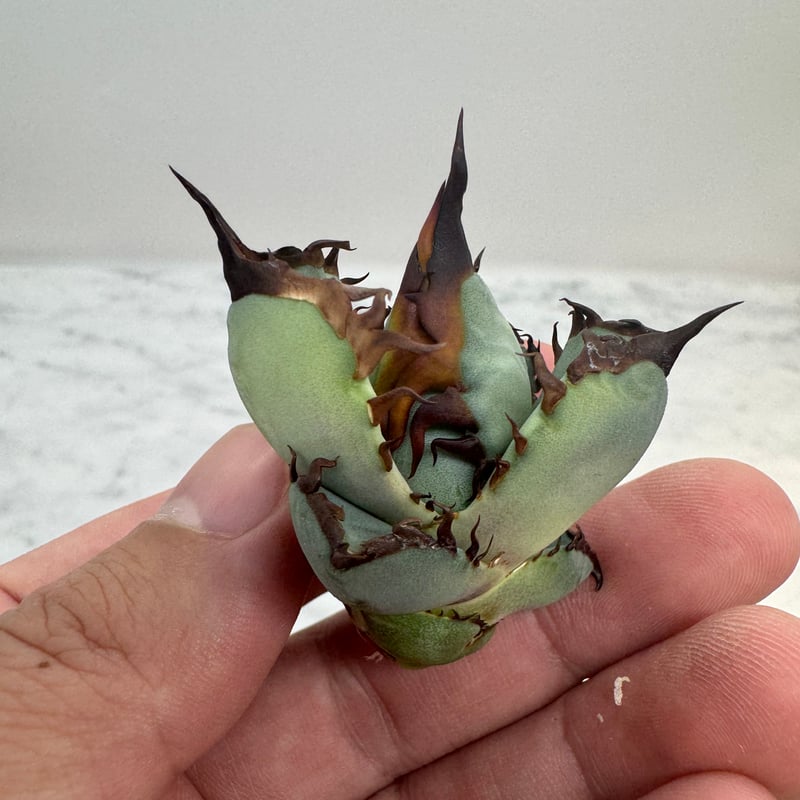 Agave Titanota 鳳凰 子株②(Lize血統) 未発根 | AgaveLives