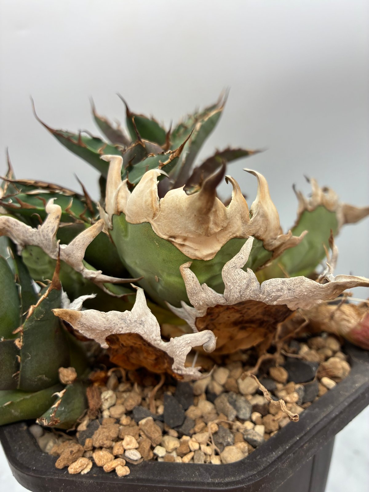 アガべ シーザー LIZE血統 Agave titanota シーザー子株②(Lize血統) 抜き苗発送 | AgaveLives