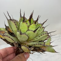 Agave titanota SAD(南アフリカダイヤモンド)子株① 未発根