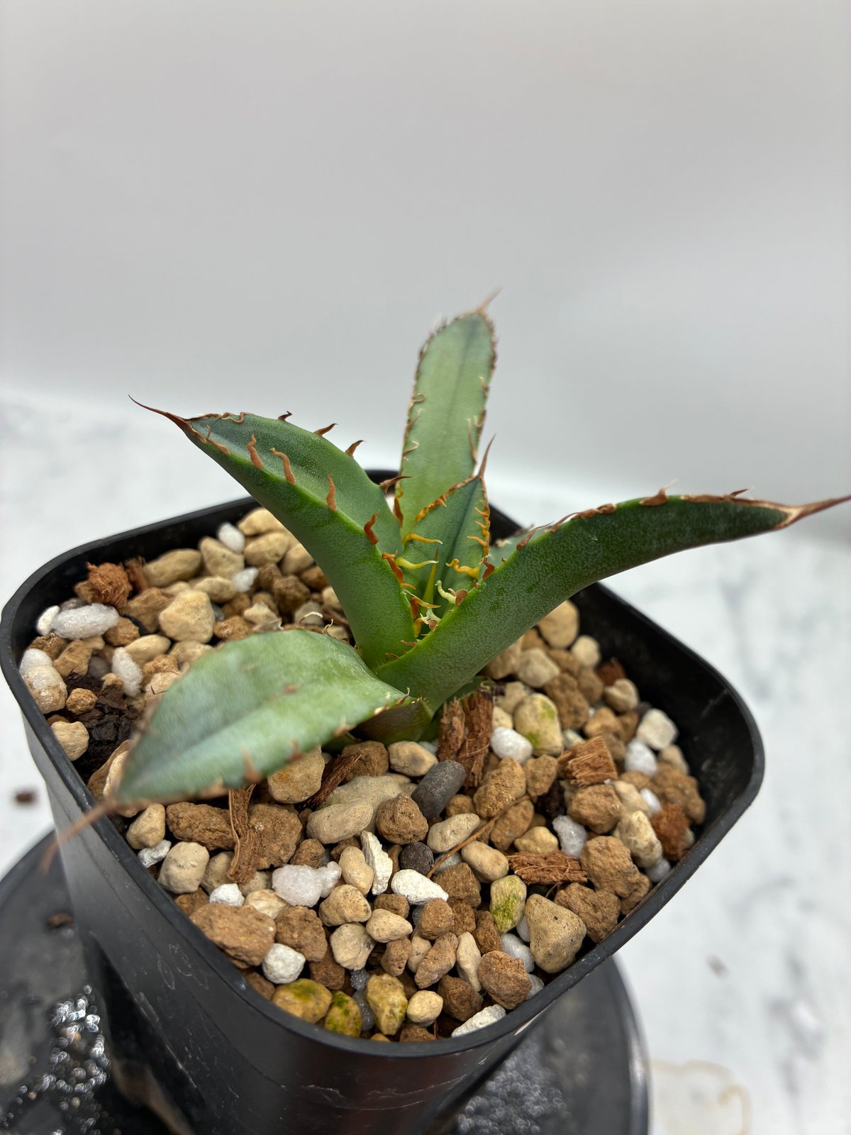 Agave Oteroi子株①（オアハカ産）鉢植え発送 | AgaveLives