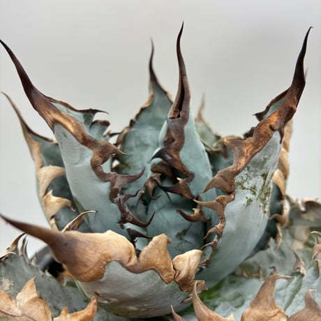 【親株】LIZE血統　流星　子株6つ付き 親株】LIZE血統 流星 子株6つ付き Yahoo!オークション - Lize