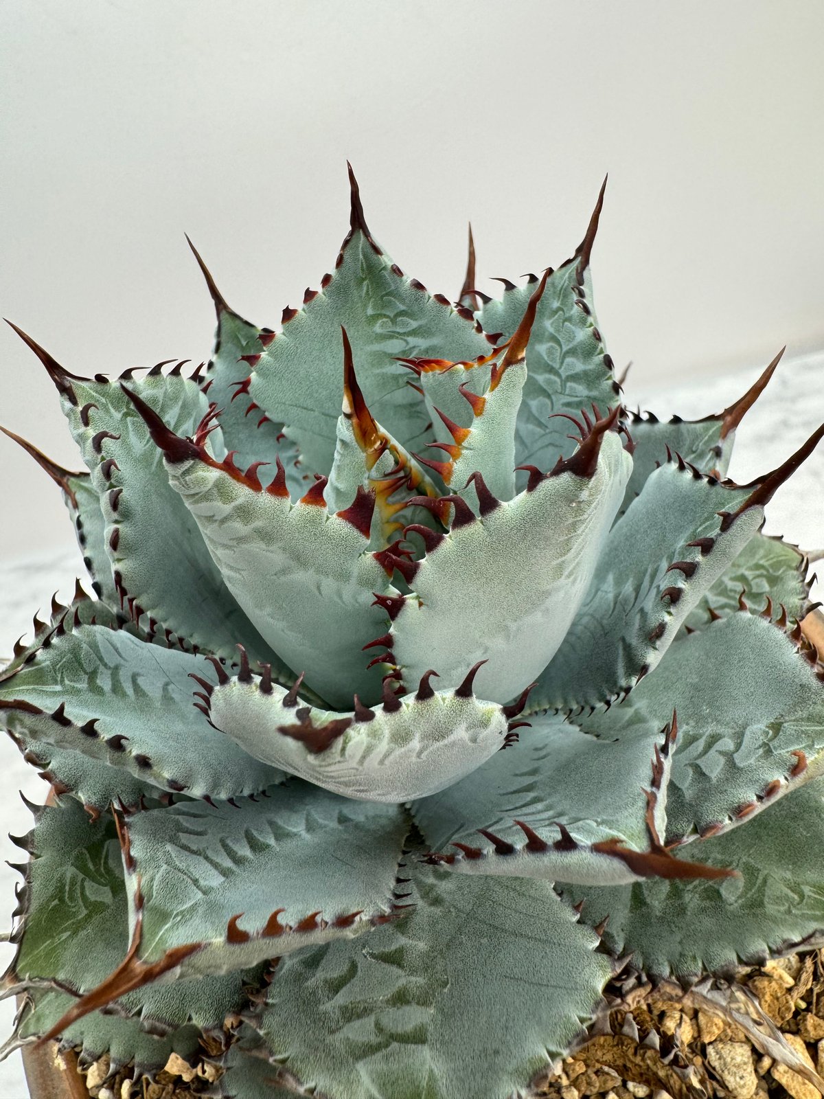 屈原×甲蟹　LIZE産 fit=scale-down,w=1200