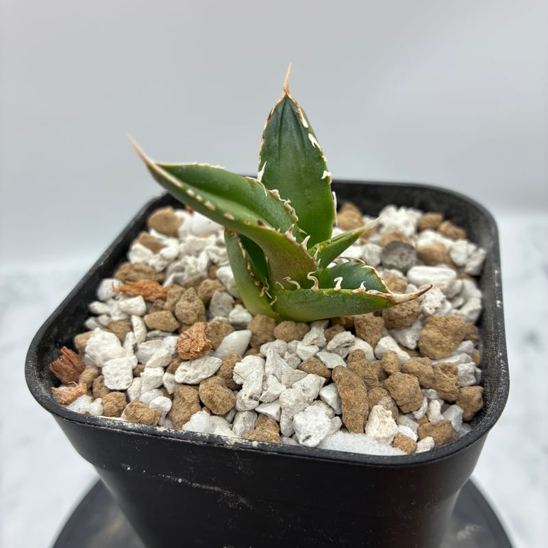 Lize血統　大白鯊　発根済み子株 Agave Titanota 大白鯊(Lize血統)の子株① 未発根 | AgaveLives