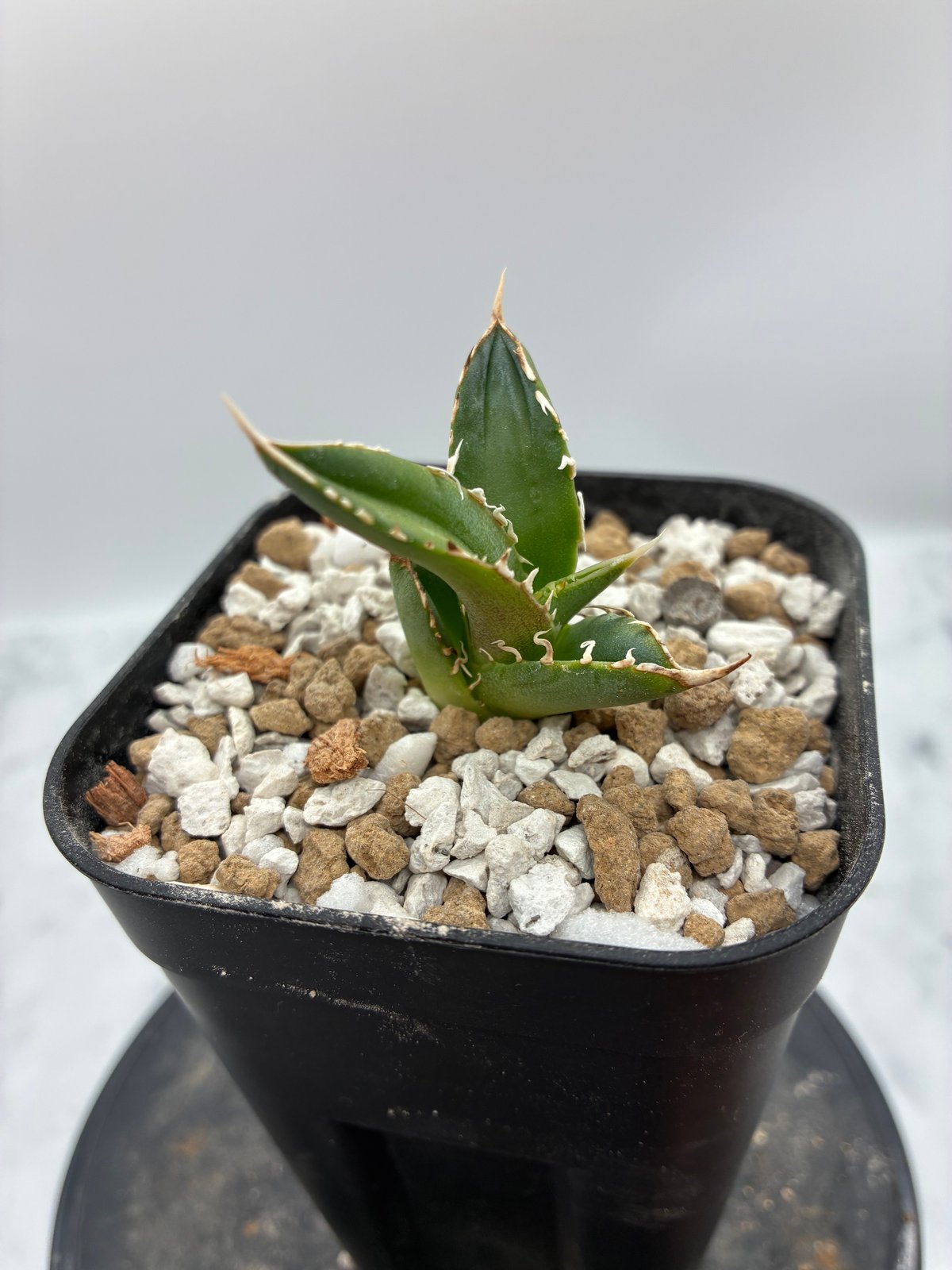 Lize血統　大白鯊　発根済み子株2株セット！ Lize血統 大白鯊 子株2株セット！ アガベ チタノタ 大白鯊 LIZE血統 子株2