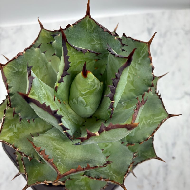 黒火焔x瀧之白絲子株②(Lize血統) 抜き苗発送 | AgaveLives