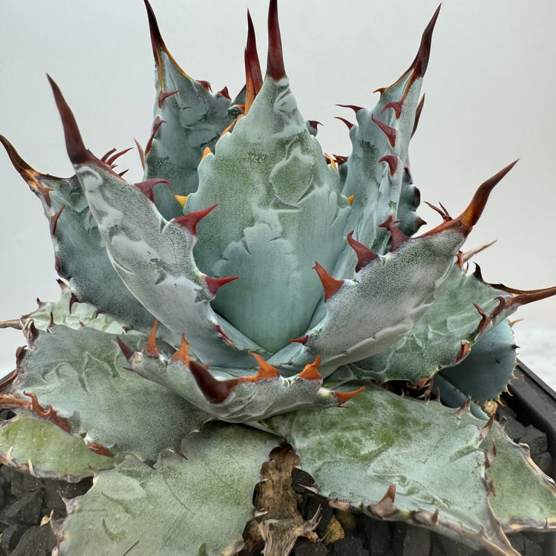 激怒甲蟹x屈原舞扇（激怒之舞） No.24子株(Lize血統) 抜き苗発送